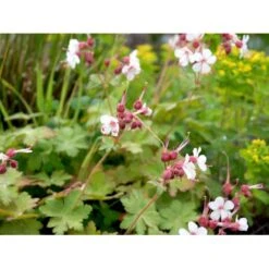 Storrodet Storkenæb 'Spessart' Geranium Macrorrhizum 'Spessart' 10 Cm. Potte 13 Storrodet Storkenæb 'Spessart' Geranium Macrorrhizum 'Spessart' 10 Cm. Potte -Montoz Butik mi3287 geranium macrorrhizum spessart 17d6