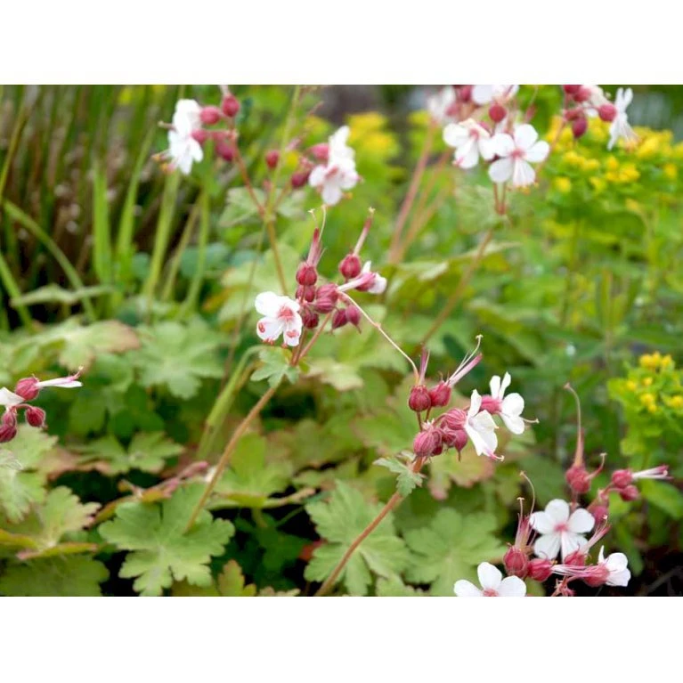 Storrodet Storkenæb 'Spessart' Geranium Macrorrhizum 'Spessart' 10 Cm. Potte 7 Storrodet Storkenæb 'Spessart' Geranium Macrorrhizum 'Spessart' 10 Cm. Potte - Billede 5