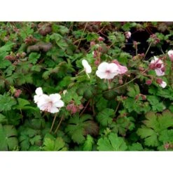 Storrodet Storkenæb 'Spessart' Geranium Macrorrhizum 'Spessart' 10 Cm. Potte 12 Storrodet Storkenæb 'Spessart' Geranium Macrorrhizum 'Spessart' 10 Cm. Potte -Montoz Butik mi3287 geranium macrorrhizum spessart 1a89