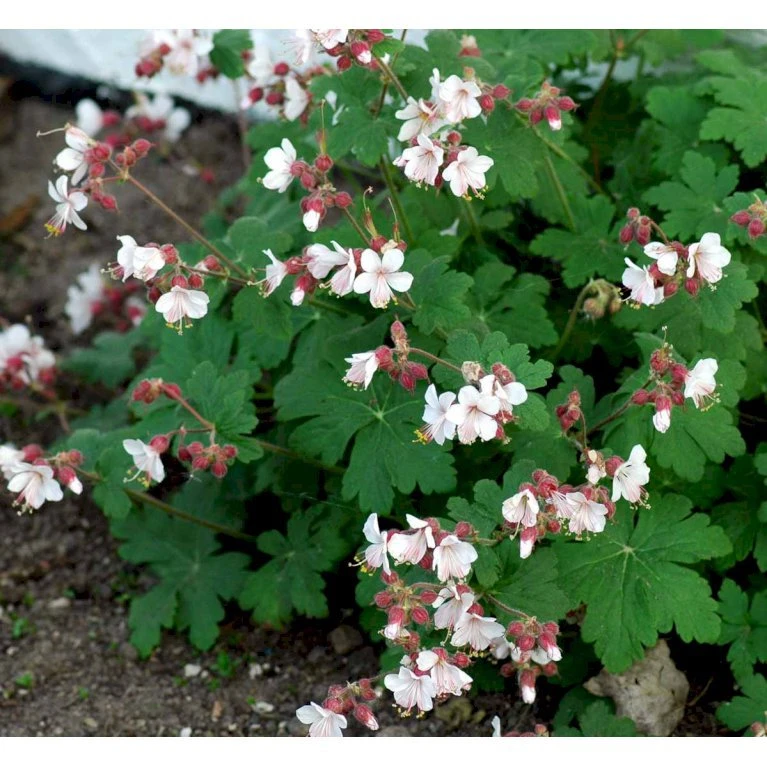Storrodet Storkenæb 'Spessart' Geranium Macrorrhizum 'Spessart' 10 Cm. Potte 3 Storrodet Storkenæb 'Spessart' Geranium Macrorrhizum 'Spessart' 10 Cm. Potte