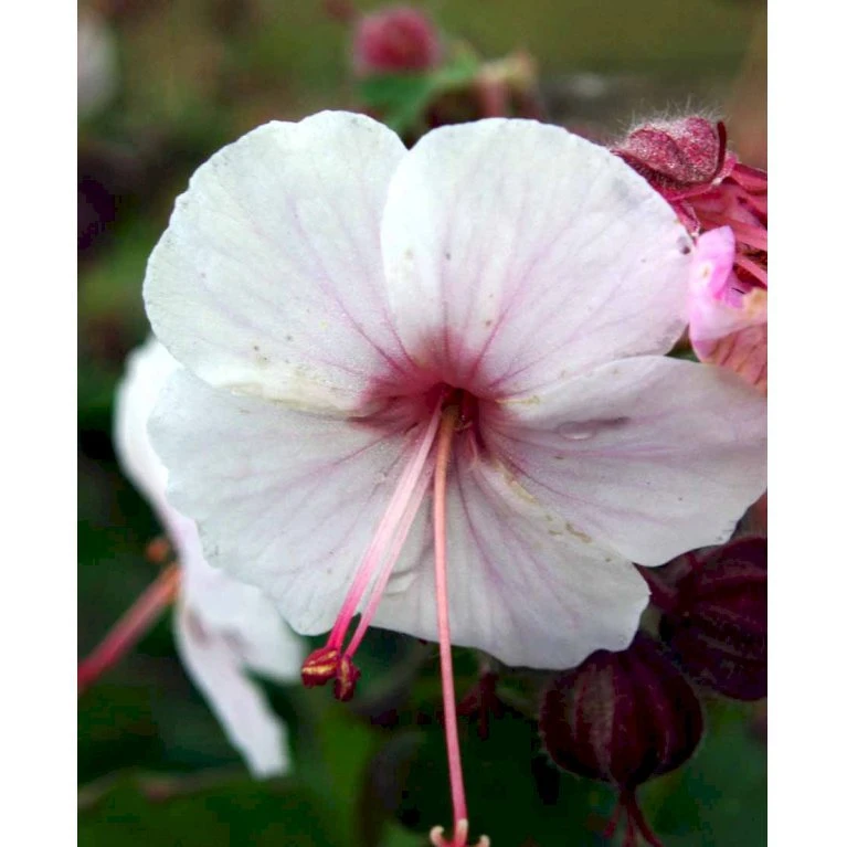Storrodet Storkenæb 'Spessart' Geranium Macrorrhizum 'Spessart' 10 Cm. Potte 5 Storrodet Storkenæb 'Spessart' Geranium Macrorrhizum 'Spessart' 10 Cm. Potte - Billede 3