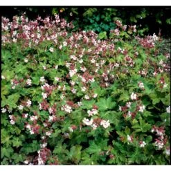 Storrodet Storkenæb 'Spessart' Geranium Macrorrhizum 'Spessart' 10 Cm. Potte 15 Storrodet Storkenæb 'Spessart' Geranium Macrorrhizum 'Spessart' 10 Cm. Potte -Montoz Butik mi3287 geranium macrorrhizum spessart f863