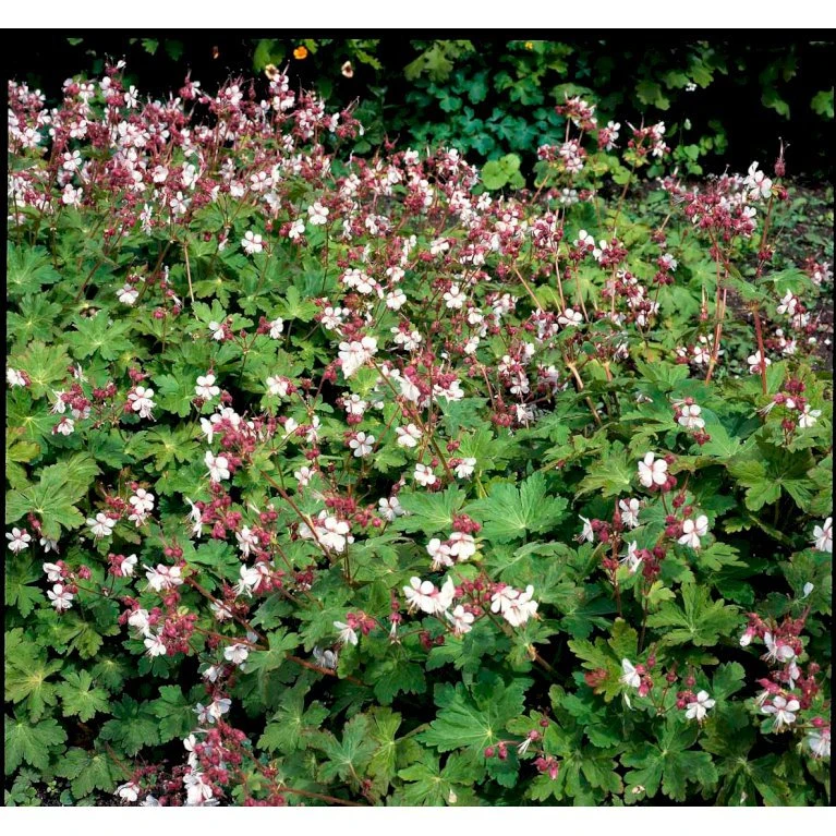 Storrodet Storkenæb 'Spessart' Geranium Macrorrhizum 'Spessart' 10 Cm. Potte 9 Storrodet Storkenæb 'Spessart' Geranium Macrorrhizum 'Spessart' 10 Cm. Potte - Billede 7
