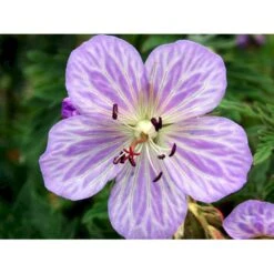 Eng-Storkenæb 'Mrs Kendall Clark' Geranium Pratense 'Mrs Kendall Clark' 1 Liter Potte -Montoz Butik mi3289 geranium pratense mrs kendall clark 553e