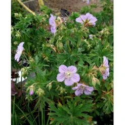 Eng-Storkenæb 'Mrs Kendall Clark' Geranium Pratense 'Mrs Kendall Clark' 1 Liter Potte -Montoz Butik mi3289 geranium pratense mrs kendall clark c215