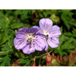 Eng-Storkenæb 'Mrs Kendall Clark' Geranium Pratense 'Mrs Kendall Clark' 1 Liter Potte -Montoz Butik mi3289 geranium pratense mrs kendall clark f7ab