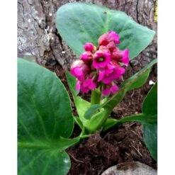 Kæmpestenbræk 'Rotblum' Bergenia Cordifolia 'Rotblum' 1 Liter Potte -Montoz Butik mi328 bergenia cordifolia rotblum 9ad7