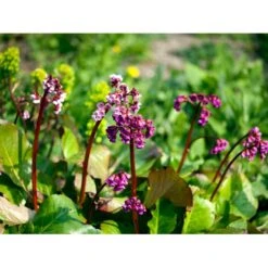 Kæmpestenbræk 'Rotblum' Bergenia Cordifolia 'Rotblum' 1 Liter Potte
