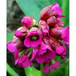 Kæmpestenbræk 'Rotblum' Bergenia Cordifolia 'Rotblum' 1 Liter Potte -Montoz Butik mi328 bergenia cordifolia rotblum cfe8