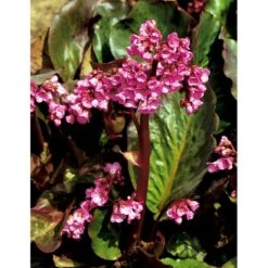 Kæmpestenbræk 'Rotblum' Bergenia Cordifolia 'Rotblum' 1 Liter Potte -Montoz Butik mi328 bergenia cordifolia rotblum fc92