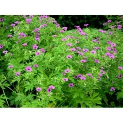 Armenisk Storkenæb Geranium Psilostemon 1 Liter Potte -Montoz Butik mi3291 geranium psilostemon 12e3