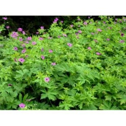 Armenisk Storkenæb Geranium Psilostemon 1 Liter Potte -Montoz Butik mi3291 geranium psilostemon 2873