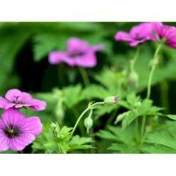 Armenisk Storkenæb Geranium Psilostemon 1 Liter Potte -Montoz Butik mi3291 geranium psilostemon c0bd
