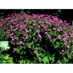 Armenisk Storkenæb Geranium Psilostemon 1 Liter Potte -Montoz Butik mi3291 geranium psilostemon e28d