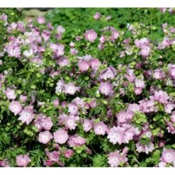Moskus-Katost Malva Moschata 1 Liter Potte -Montoz Butik mi3300 malva moschata ad91