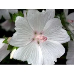 Moskus-Katost 'Alba' Malva Moschata 'Alba' 1 Liter Potte -Montoz Butik mi3301 malva moschata alba 4b03