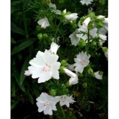 Moskus-Katost 'Alba' Malva Moschata 'Alba' 1 Liter Potte -Montoz Butik mi3301 malva moschata alba 91f1