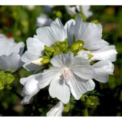 Moskus-Katost 'Alba' Malva Moschata 'Alba' 1 Liter Potte -Montoz Butik mi3301 malva moschata alba fcea