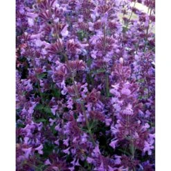 Blåkant 'Walker's Low' Nepeta Faassenii 'Walker's Low' 1 Liter Potte 12 Blåkant 'Walker's Low' Nepeta Faassenii 'Walker's Low' 1 Liter Potte -Montoz Butik mi3305 nepeta walker s low 2ee1