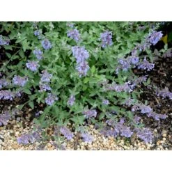 Blåkant 'Walker's Low' Nepeta Faassenii 'Walker's Low' 1 Liter Potte 13 Blåkant 'Walker's Low' Nepeta Faassenii 'Walker's Low' 1 Liter Potte -Montoz Butik mi3305 nepeta walker s low b56a