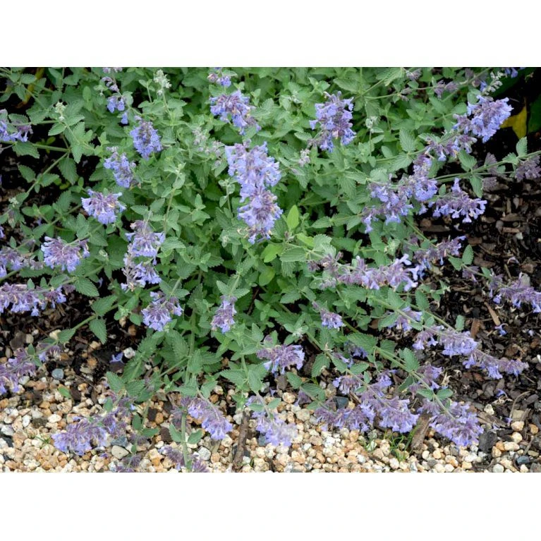 Blåkant 'Walker's Low' Nepeta Faassenii 'Walker's Low' 1 Liter Potte 7 Blåkant 'Walker's Low' Nepeta Faassenii 'Walker's Low' 1 Liter Potte - Billede 5