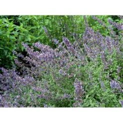 Blåkant 'Walker's Low' Nepeta Faassenii 'Walker's Low' 1 Liter Potte 14 Blåkant 'Walker's Low' Nepeta Faassenii 'Walker's Low' 1 Liter Potte -Montoz Butik mi3305 nepeta walker s low d57d