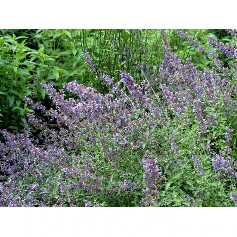 Blåkant 'Walker's Low' Nepeta Faassenii 'Walker's Low' 1 Liter Potte 8 Blåkant 'Walker's Low' Nepeta Faassenii 'Walker's Low' 1 Liter Potte - Billede 6