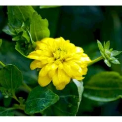 Solhat 'Goldquelle' Rudbeckia Laciniata 'Goldquelle' 1 Liter Potte -Montoz Butik mi3306 rudbeckia laciniata goldquelle 04cd