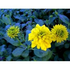 Solhat 'Goldquelle' Rudbeckia Laciniata 'Goldquelle' 1 Liter Potte -Montoz Butik mi3306 rudbeckia laciniata goldquelle 3229