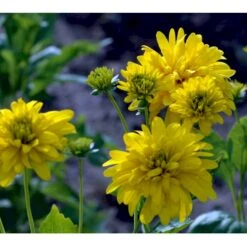 Solhat 'Goldquelle' Rudbeckia Laciniata 'Goldquelle' 1 Liter Potte -Montoz Butik mi3306 rudbeckia laciniata goldquelle c4d0