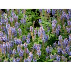 Staude-Salvie 'Blauhügel' Salvia Nemorosa 'Blauhügel' 1 Liter Potte -Montoz Butik mi3307 salvia nemorosa blauhuegel 3dce