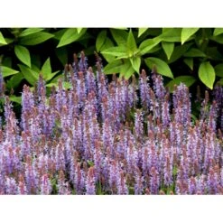 Staude-Salvie 'Blauhügel' Salvia Nemorosa 'Blauhügel' 1 Liter Potte -Montoz Butik mi3307 salvia nemorosa blauhuegel a6e5
