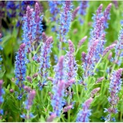 Staude-Salvie 'Blauhügel' Salvia Nemorosa 'Blauhügel' 1 Liter Potte -Montoz Butik mi3307 salvia nemorosa blauhuegel a8d3