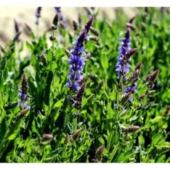 Staude-Salvie 'Blauhügel' Salvia Nemorosa 'Blauhügel' 1 Liter Potte -Montoz Butik mi3307 salvia nemorosa blauhuegel b2d3