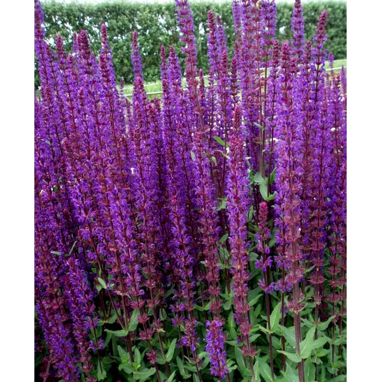 Staude-Salvie 'Caradonna' Salvia Nemorosa 'Caradonna' 1 Liter Potte 8 Staude-Salvie 'Caradonna' Salvia Nemorosa 'Caradonna' 1 Liter Potte - Billede 6