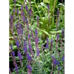 Staude-Salvie 'Caradonna' Salvia Nemorosa 'Caradonna' 1 Liter Potte 13 Staude-Salvie 'Caradonna' Salvia Nemorosa 'Caradonna' 1 Liter Potte -Montoz Butik mi3308 salvia nemorosa carodonna 3f66