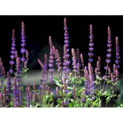 Staude-Salvie 'Caradonna' Salvia Nemorosa 'Caradonna' 1 Liter Potte 12 Staude-Salvie 'Caradonna' Salvia Nemorosa 'Caradonna' 1 Liter Potte -Montoz Butik mi3308 salvia nemorosa carodonna bfe8