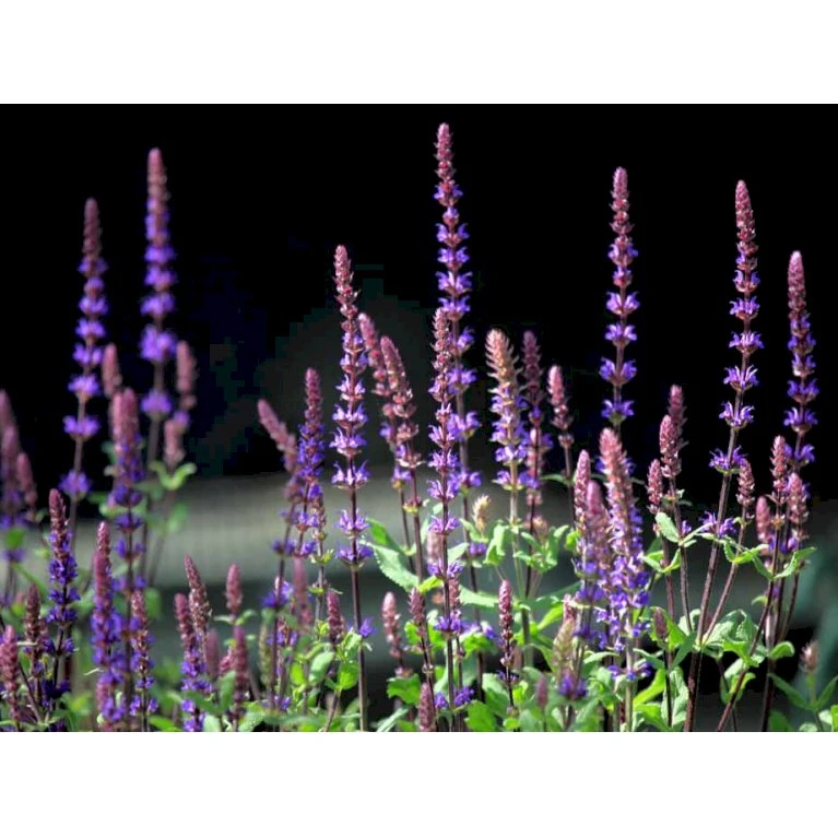 Staude-Salvie 'Caradonna' Salvia Nemorosa 'Caradonna' 1 Liter Potte 6 Staude-Salvie 'Caradonna' Salvia Nemorosa 'Caradonna' 1 Liter Potte - Billede 4