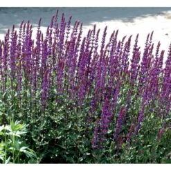 Staude-Salvie 'Caradonna' Salvia Nemorosa 'Caradonna' 1 Liter Potte 15 Staude-Salvie 'Caradonna' Salvia Nemorosa 'Caradonna' 1 Liter Potte -Montoz Butik mi3308 salvia nemorosa carodonna e8ec