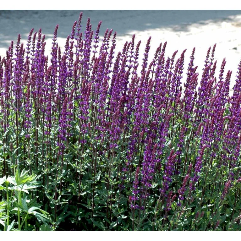 Staude-Salvie 'Caradonna' Salvia Nemorosa 'Caradonna' 1 Liter Potte 9 Staude-Salvie 'Caradonna' Salvia Nemorosa 'Caradonna' 1 Liter Potte - Billede 7