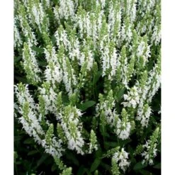 Staude-Salvie 'Schneehügel' Salvia Nemorosa 'Schneehügel' 1 Liter Potte -Montoz Butik mi3309 salvia nemorosa schneehuegel 2309