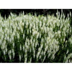 Staude-Salvie 'Schneehügel' Salvia Nemorosa 'Schneehügel' 1 Liter Potte -Montoz Butik mi3309 salvia nemorosa schneehuegel 6e05