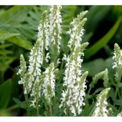 Staude-Salvie 'Schneehügel' Salvia Nemorosa 'Schneehügel' 1 Liter Potte -Montoz Butik mi3309 salvia nemorosa schneehuegel fc65