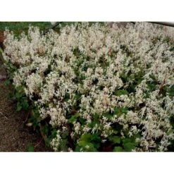 Høststenbræk Saxifraga Cortusifolia Var. Fortunei 1 Liter Potte -Montoz Butik mi3317 saxifraga cortusifolia var fortunei 2e22