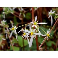 Høststenbræk Saxifraga Cortusifolia Var. Fortunei 1 Liter Potte -Montoz Butik mi3317 saxifraga cortusifolia var fortunei 62cc