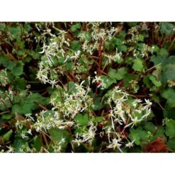 Høststenbræk Saxifraga Cortusifolia Var. Fortunei 1 Liter Potte -Montoz Butik mi3317 saxifraga cortusifolia var fortunei 765e
