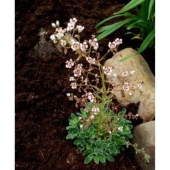 Bjergfrue 'Southside Seedling' Saxifraga Cotyledon 'Southside Seedling' 10 Cm. Potte 9 Bjergfrue 'Southside Seedling' Saxifraga Cotyledon 'Southside Seedling' 10 Cm. Potte -Montoz Butik mi3319 saxifraga cotyledon southside seedling 0961