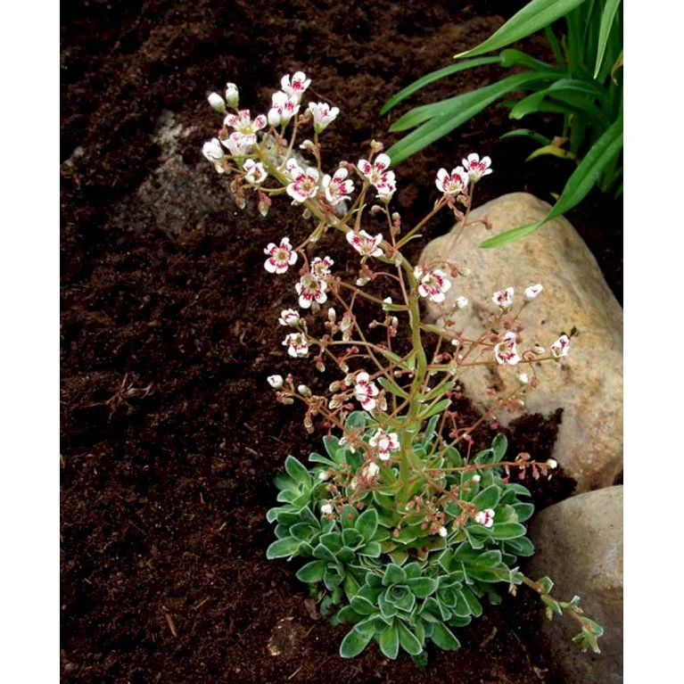 Bjergfrue 'Southside Seedling' Saxifraga Cotyledon 'Southside Seedling' 10 Cm. Potte 6 Bjergfrue 'Southside Seedling' Saxifraga Cotyledon 'Southside Seedling' 10 Cm. Potte - Billede 4