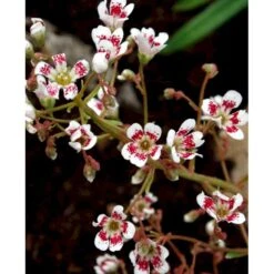 Bjergfrue 'Southside Seedling' Saxifraga Cotyledon 'Southside Seedling' 10 Cm. Potte 8 Bjergfrue 'Southside Seedling' Saxifraga Cotyledon 'Southside Seedling' 10 Cm. Potte -Montoz Butik mi3319 saxifraga cotyledon southside seedling 5c8b