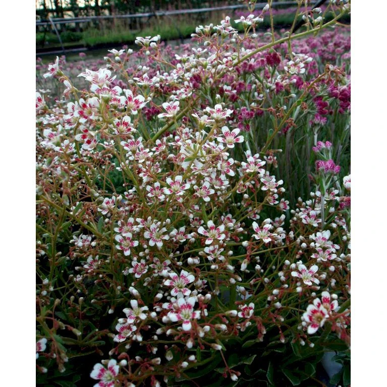 Bjergfrue 'Southside Seedling' Saxifraga Cotyledon 'Southside Seedling' 10 Cm. Potte 3 Bjergfrue 'Southside Seedling' Saxifraga Cotyledon 'Southside Seedling' 10 Cm. Potte